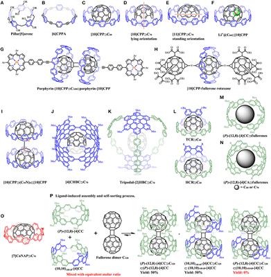 The Supramolecular Chemistry of Cycloparaphenylenes and Their Analogs